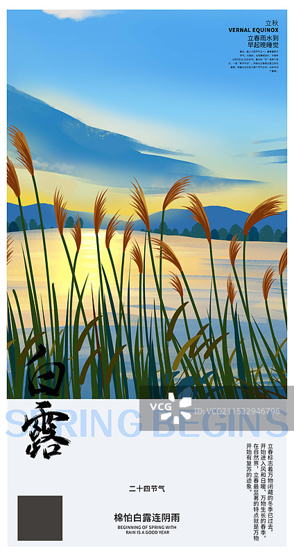 白露节气夕阳下的芦苇风景插画海报设计模板图片素材