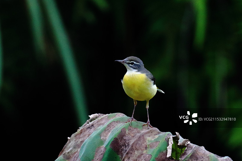 灰鹡鸰图片素材