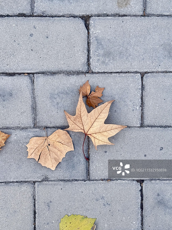 人行道上枫叶的高角度视图图片素材