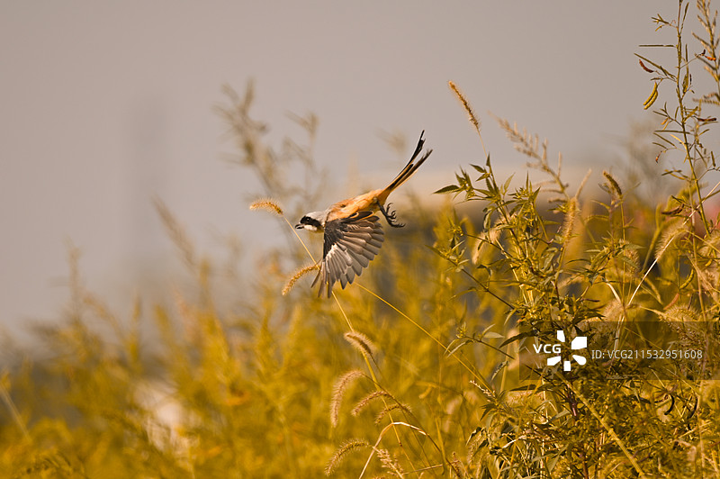 田野生灵——伯劳鸟图片素材