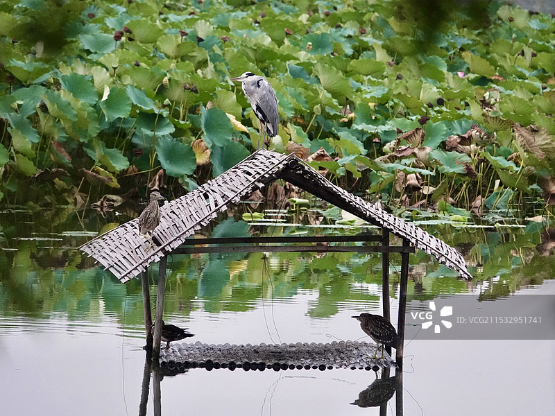 苍鹭夜鹭鸳鸯是吉祥的一家图片素材