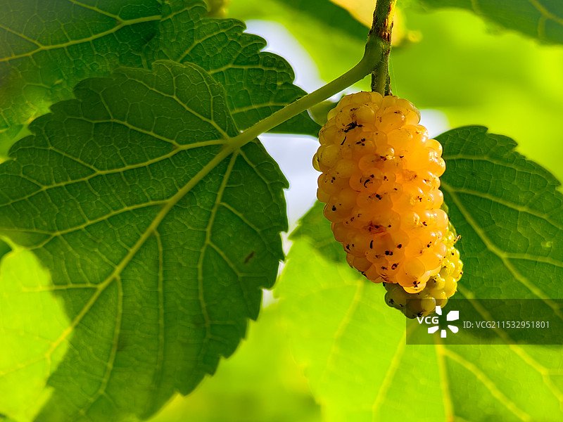 桑葚与瓢虫图片素材