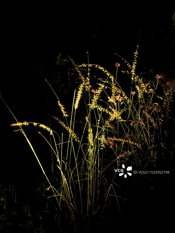 黑色背景下的植物特写镜头图片素材