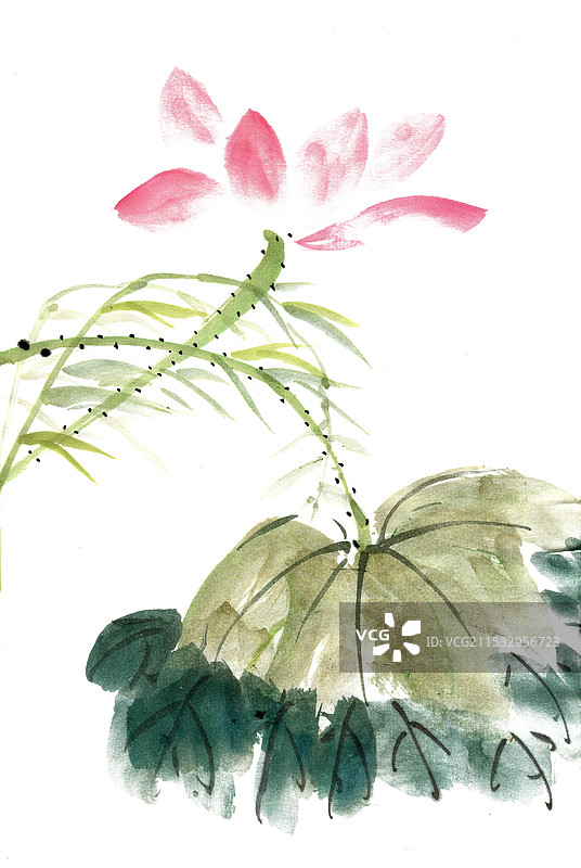 荷花与荷叶图片素材