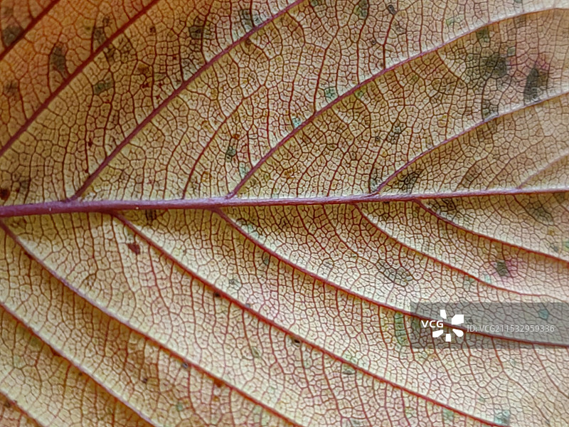 秋季树叶纹理图片素材