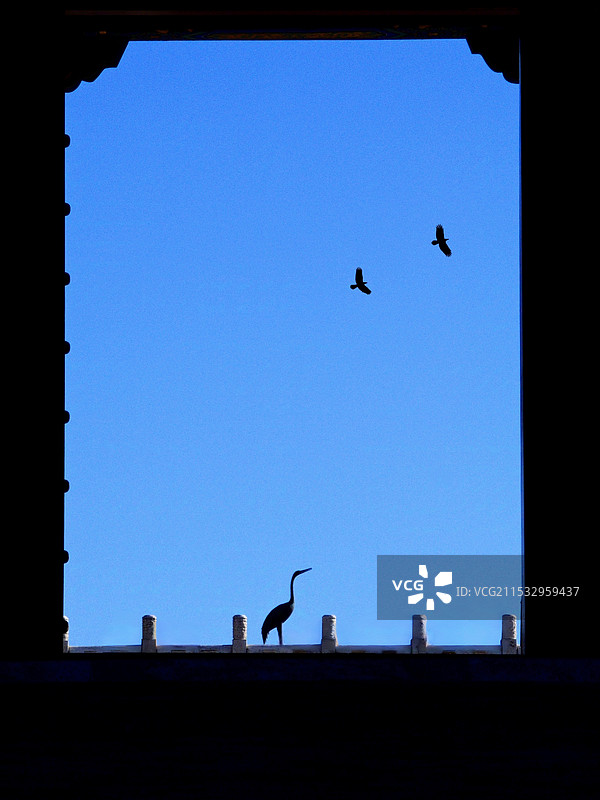 空境鸟语图片素材