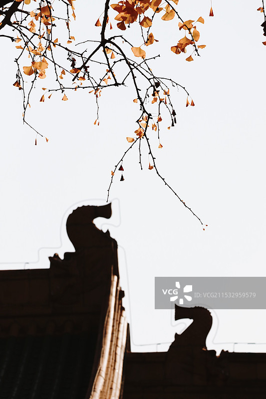 朝天宫银杏之约图片素材