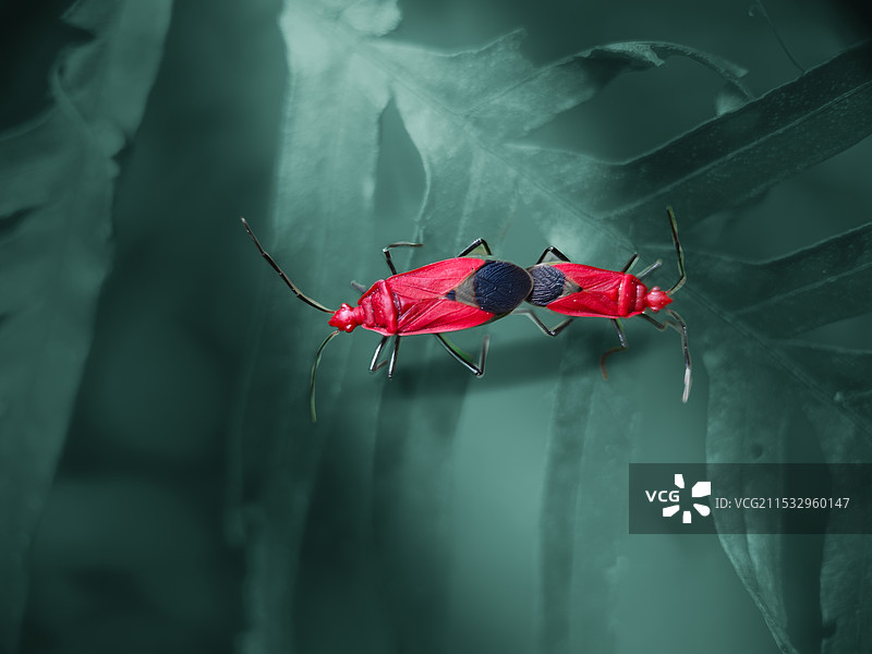 红蝽之恋图片素材