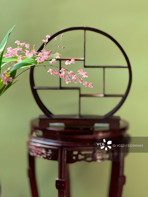 文心兰图片素材