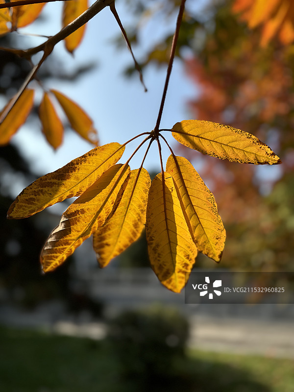 一根藤上七片叶，何时少一叶！图片素材