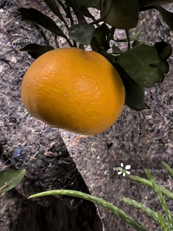 树上橘子的特写镜头图片素材