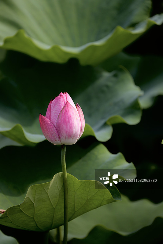 山芍药红睡莲大花葱雏菊瓜叶菊羽扇豆毛花瑞香千瓣白桃荷花北京植物园花卉百花齐放图片素材