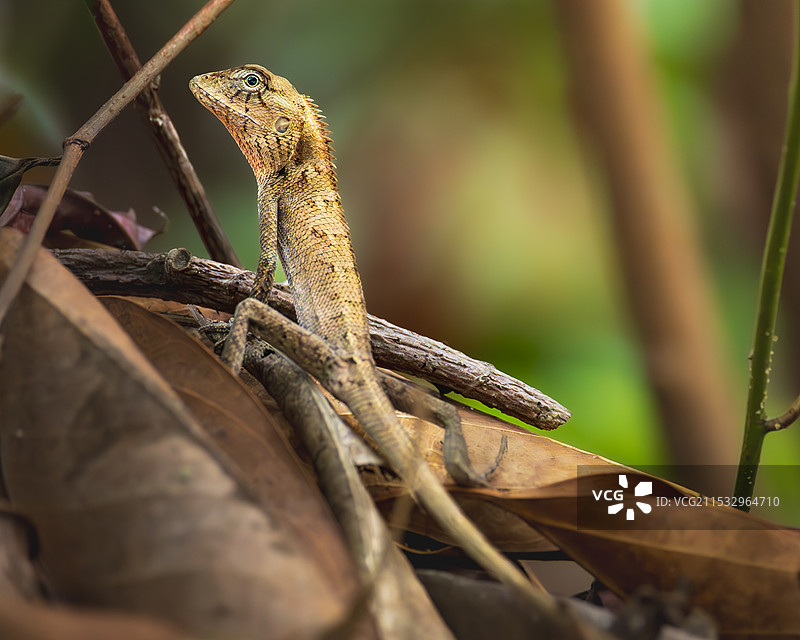 飞蜥科图片素材