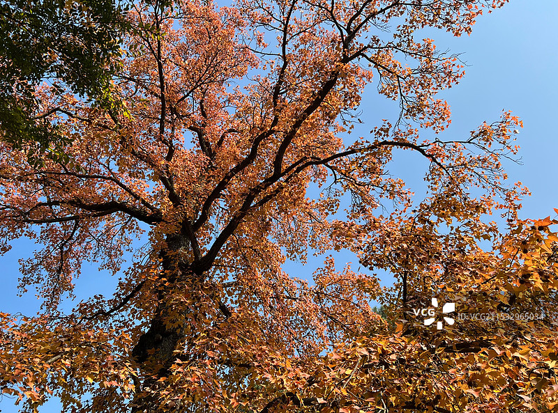 苏州天平山图片素材