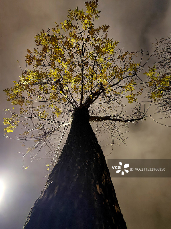 夜色里的大树图片素材