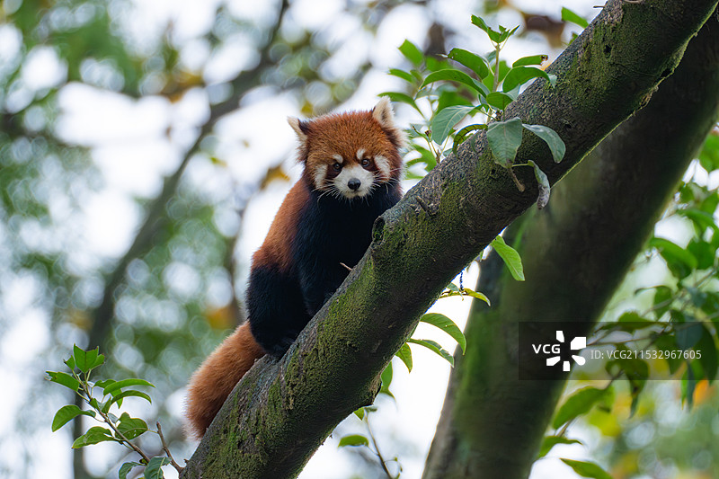 重庆动物园小熊猫图片素材