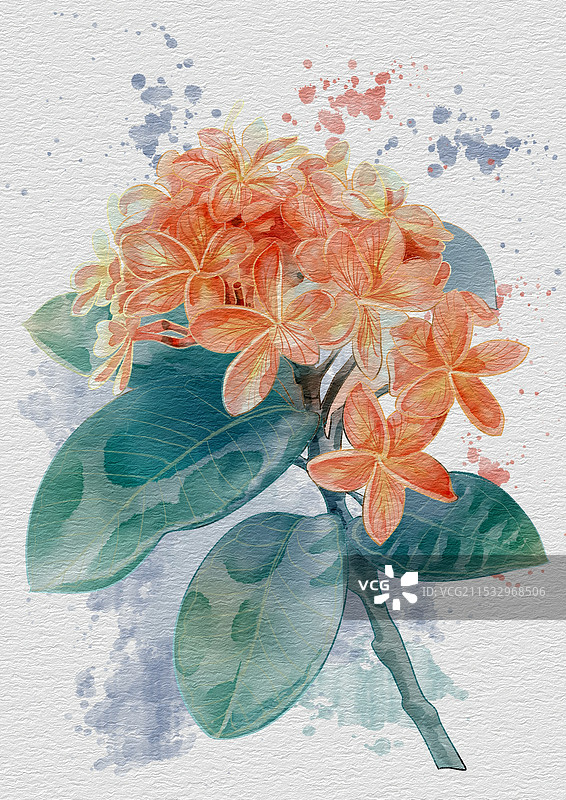 水彩鸡蛋花图片素材