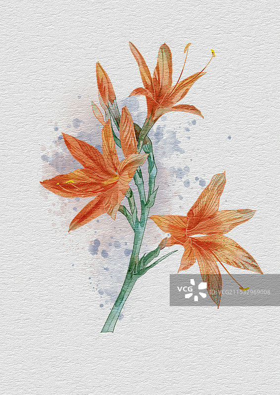 水彩夜鸢尾图片素材