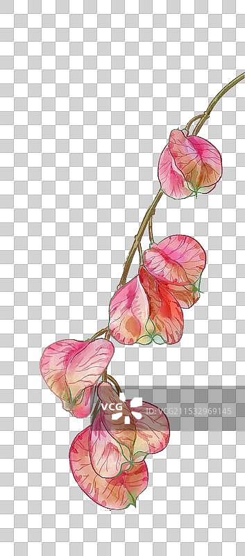 水彩栾树果图片素材