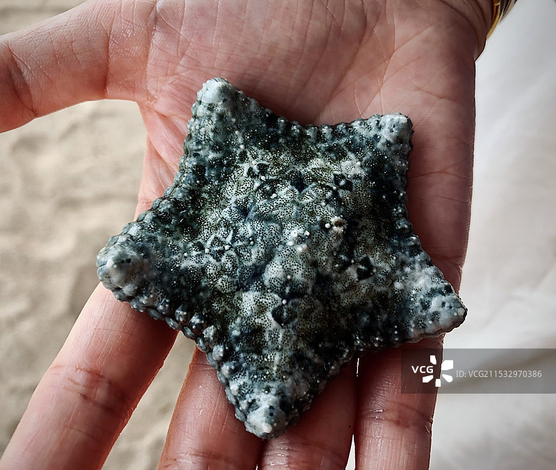 不规则手拿海星图片素材