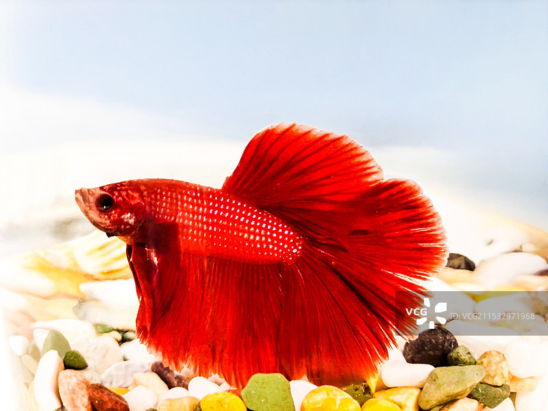 鱼缸里的红色斗鱼图片素材
