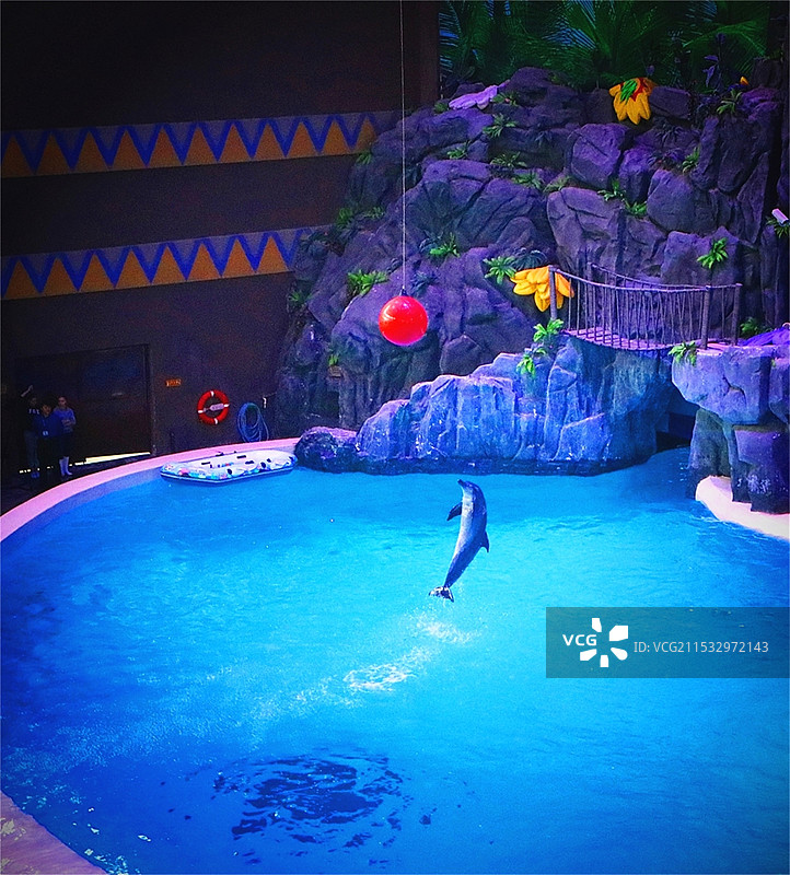 海豚戏球图片素材