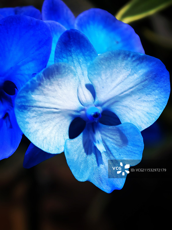 蓝色开花植物特写图片素材