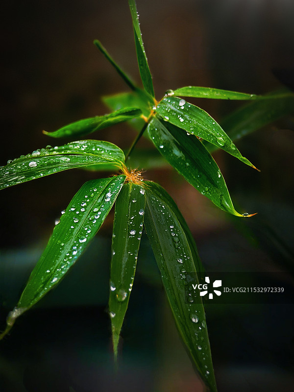 竹之韵图片素材