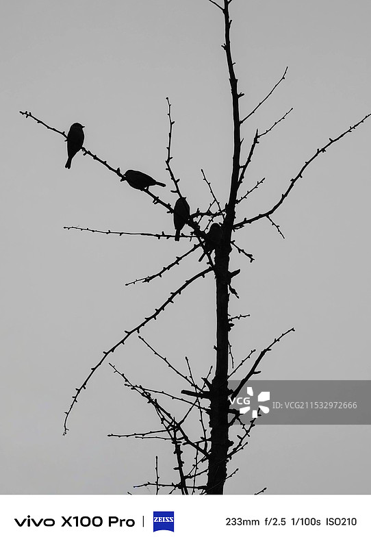 《冬天里的相聚》图片素材