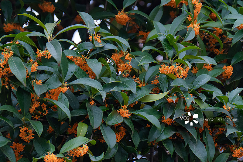 秋天桂花盛开，香气迷人图片素材