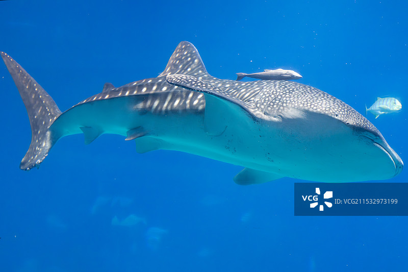 鲨鱼图片素材