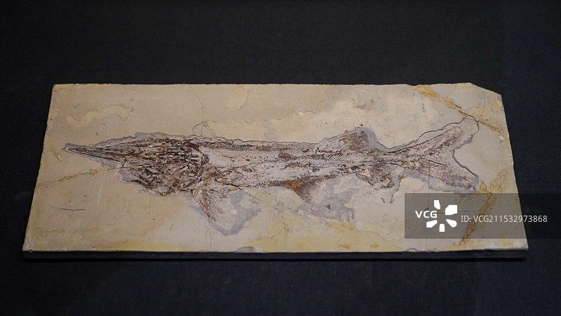 呼和浩特 内蒙古博物院 侏罗世 白垩世 刘氏原白鲟图片素材