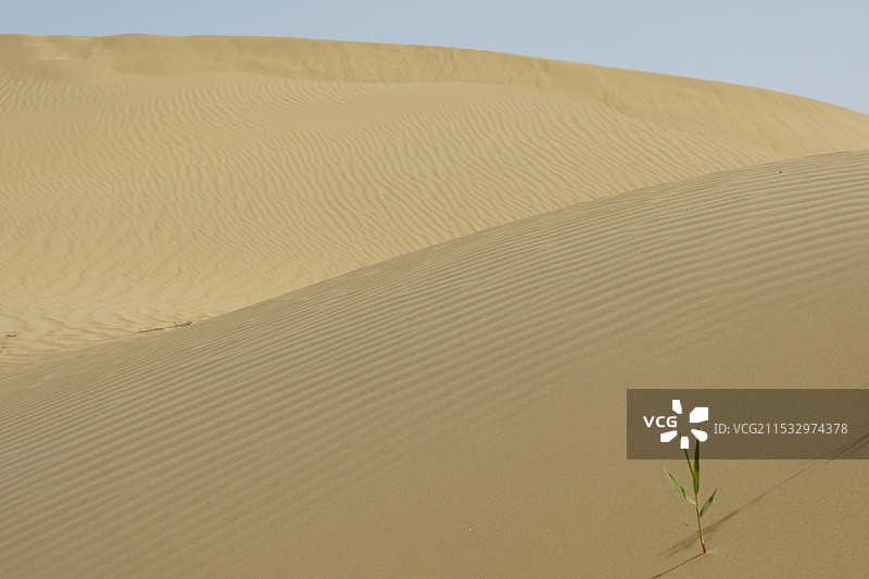 塔克拉玛干沙漠的小草图片素材