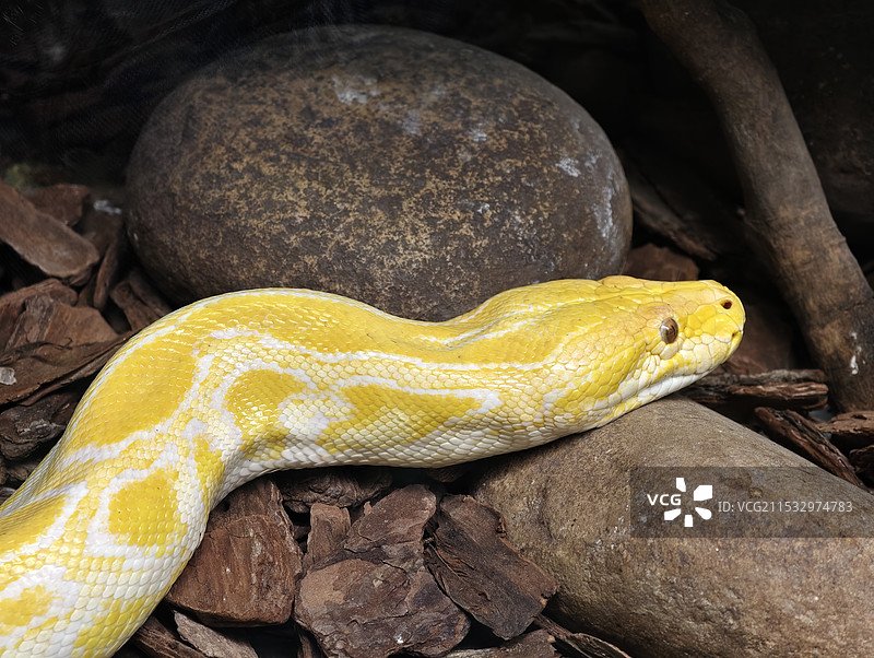 黄金蟒蛇图片素材