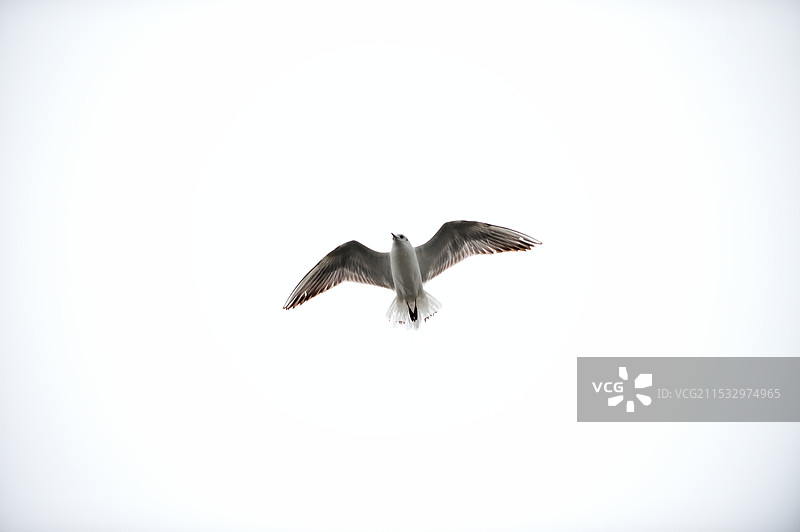 一只孤雁图片素材