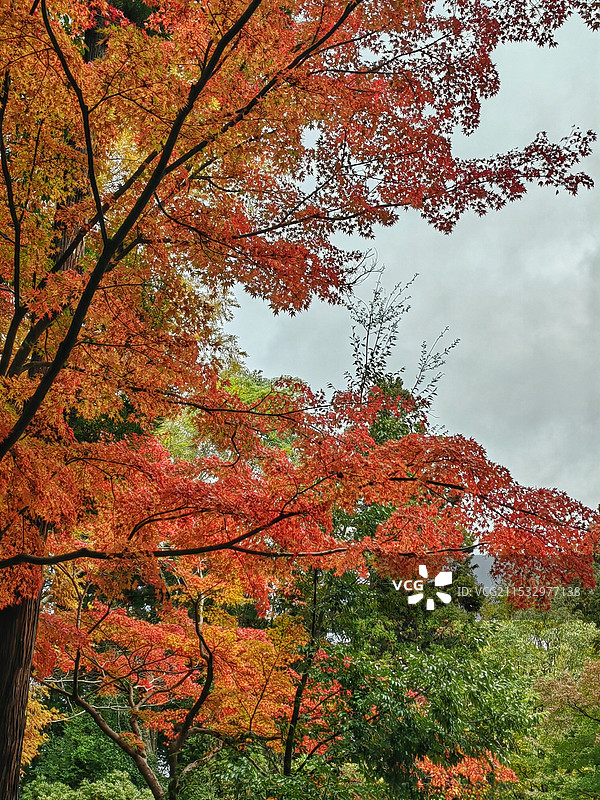红枫叶日本奈良图片素材