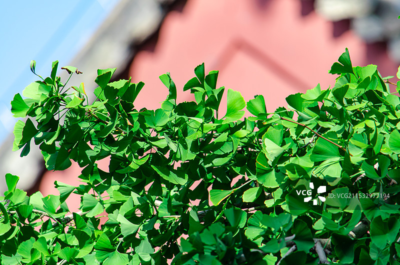中国野生植物拍摄主题，春天的银杏树树干，低视角仰拍生长出绿色嫩芽和树叶子，户外无人白昼图像摄影图片素材
