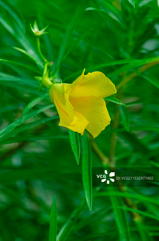 中国野生植物盆栽植物拍摄主题，黄色的黄花夹竹桃和盛开的花朵特写，户外白昼无人图像摄影图片素材