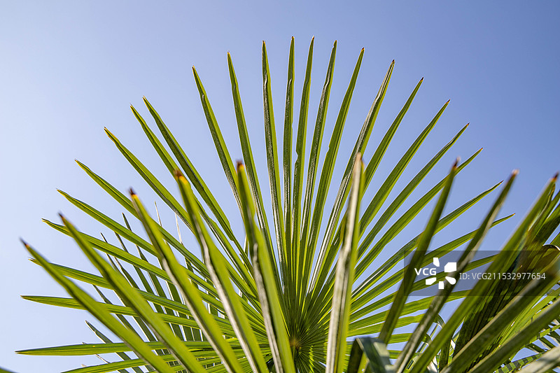 棕榈叶图片素材