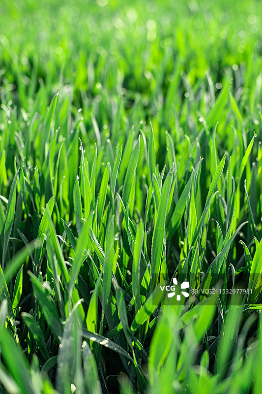 中国野生植物和野外植物拍摄主题，春天田地里生长出一片绿色麦苗 麦田 全景图，户外无人图像摄影图片素材