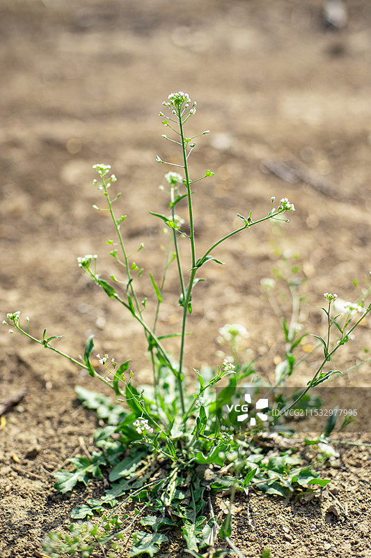 中国野生植物和野外植物拍摄主题，春天的田地里生长出一片绿色的荠菜花，户外白昼无人图像摄影图片素材