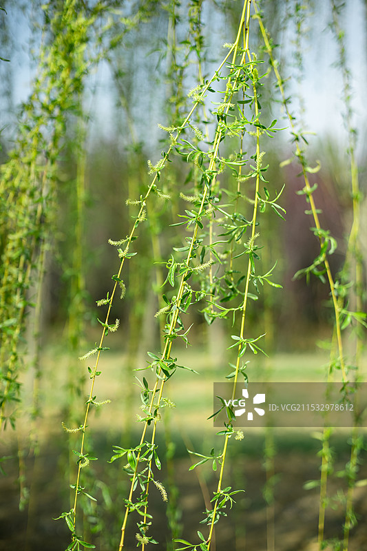 中国野生植物拍摄主题，柳树上的鲜嫩的柳枝和枝芽，户外白昼无人图像摄影图片素材