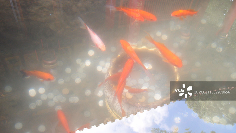 寺庙的鱼群和倒影图片素材