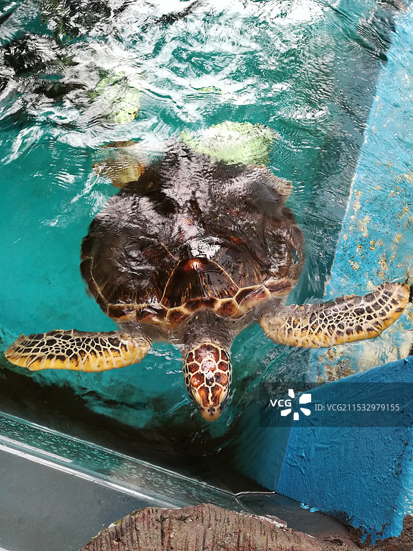 水池中的乌龟图片素材