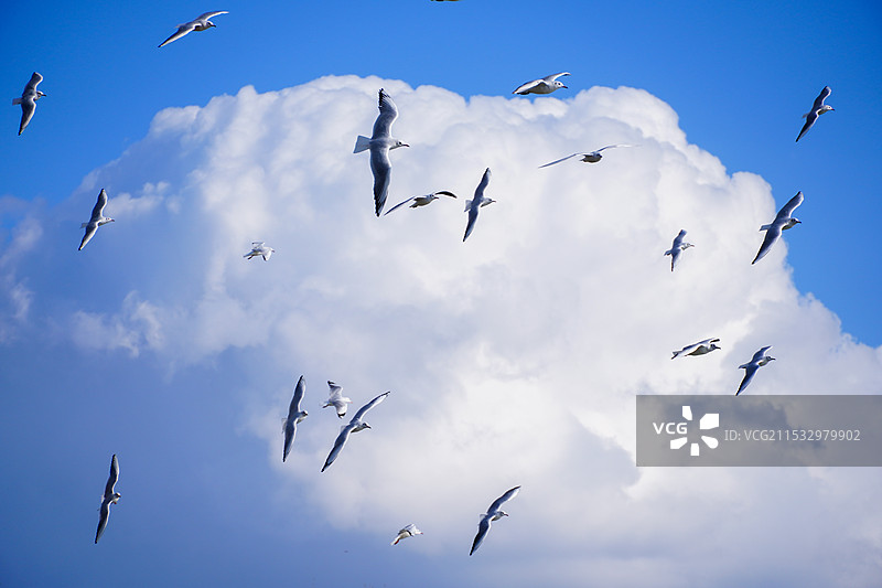 昆明红嘴鸥图片素材