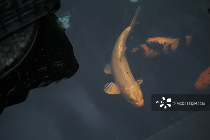 锦鲤公园图片素材