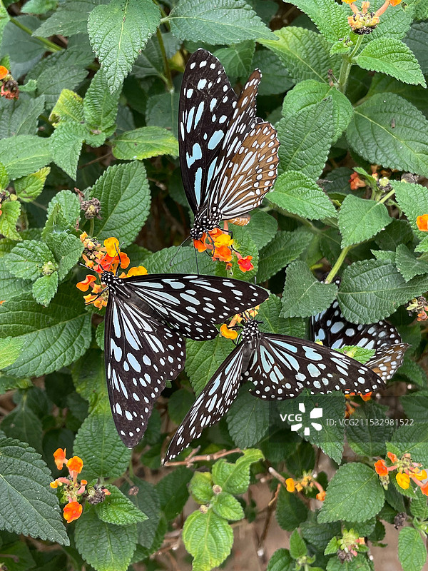 大理蝴蝶谷蝴蝶采花粉特写图片素材