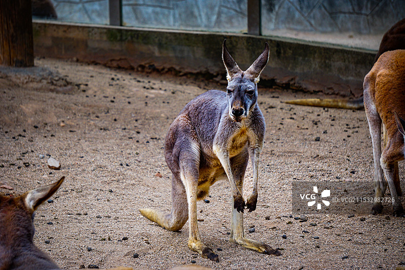 长沙生态动物园图片素材