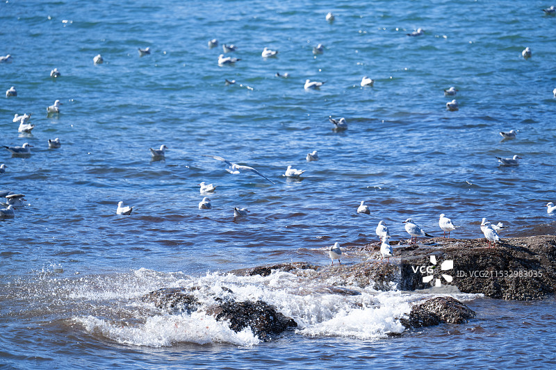 青岛海边的海鸥图片素材