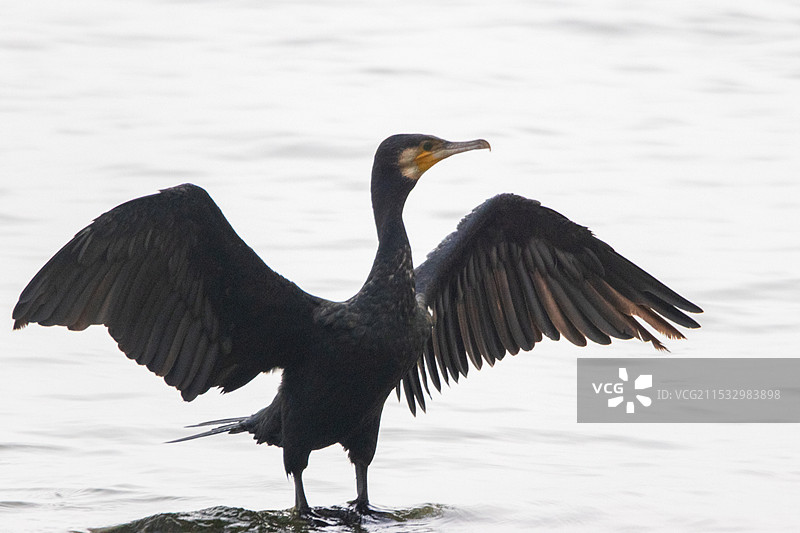 鸬鹚晒翅图片素材